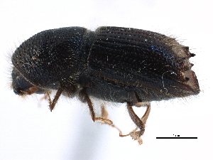  ( - CCDB-22986-B12)  @11 [ ] CreativeCommons - Attribution (2015) CBG Photography Group Centre for Biodiversity Genomics