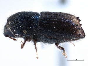  ( - CCDB-22986-C01)  @11 [ ] CreativeCommons - Attribution (2015) CBG Photography Group Centre for Biodiversity Genomics