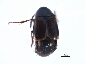  ( - CCDB-22987-E08)  @11 [ ] CreativeCommons - Attribution (2015) CBG Photography Group Centre for Biodiversity Genomics