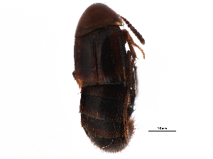  ( - CCDB-22988-B04)  @11 [ ] CreativeCommons - Attribution (2015) CBG Photography Group Centre for Biodiversity Genomics