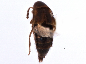  ( - CCDB-22988-B05)  @11 [ ] CreativeCommons - Attribution (2015) CBG Photography Group Centre for Biodiversity Genomics
