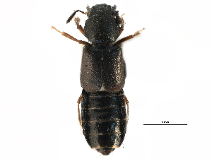  ( - CCDB-22988-E10)  @11 [ ] CreativeCommons - Attribution (2015) CBG Photography Group Centre for Biodiversity Genomics