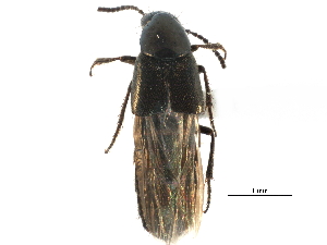  ( - CCDB-23048-G10)  @11 [ ] CreativeCommons - Attribution (2015) CBG Photography Group Centre for Biodiversity Genomics