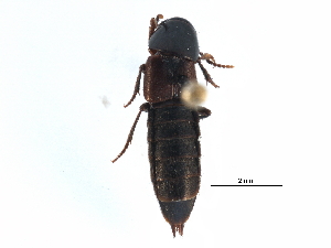  ( - CCDB-23049-D10)  @11 [ ] CreativeCommons - Attribution (2015) CBG Photography Group Centre for Biodiversity Genomics