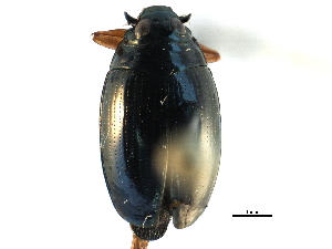  ( - CCDB-23050-B03)  @14 [ ] CreativeCommons - Attribution (2015) CBG Photography Group Centre for Biodiversity Genomics