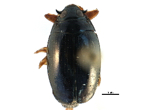  ( - CCDB-23050-B04)  @11 [ ] CreativeCommons - Attribution (2015) CBG Photography Group Centre for Biodiversity Genomics