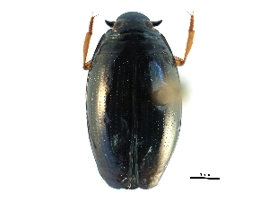  ( - CCDB-23050-B05)  @14 [ ] CreativeCommons - Attribution (2015) CBG Photography Group Centre for Biodiversity Genomics