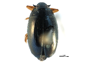  ( - CCDB-23050-B06)  @11 [ ] CreativeCommons - Attribution (2015) CBG Photography Group Centre for Biodiversity Genomics