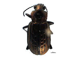  ( - CCDB-23050-D11)  @11 [ ] CreativeCommons - Attribution (2015) CBG Photography Group Centre for Biodiversity Genomics