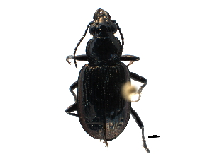  (Blethisa hudsonica - CCDB-23050-D12)  @14 [ ] CreativeCommons - Attribution (2015) CBG Photography Group Centre for Biodiversity Genomics