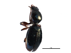 (Dyschirius longulus - CCDB-23050-E09)  @13 [ ] CreativeCommons - Attribution (2015) CBG Photography Group Centre for Biodiversity Genomics