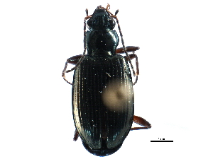  (Bembidion chalceum - CCDB-23050-F08)  @14 [ ] CreativeCommons - Attribution (2015) CBG Photography Group Centre for Biodiversity Genomics