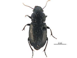  ( - CCDB-23051-G04)  @11 [ ] CreativeCommons - Attribution (2015) CBG Photography Group Centre for Biodiversity Genomics