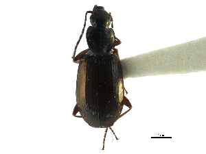  (Agonum sordens - CCDB-23052-A08)  @15 [ ] CreativeCommons - Attribution (2015) CBG Photography Group Centre for Biodiversity Genomics