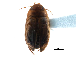  ( - CCDB-23052-C07)  @13 [ ] CreativeCommons - Attribution (2015) CBG Photography Group Centre for Biodiversity Genomics