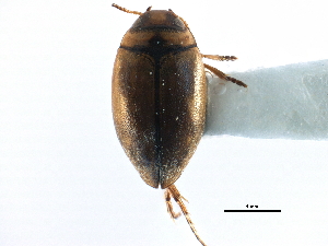  ( - CCDB-23052-D07)  @11 [ ] CreativeCommons - Attribution (2015) CBG Photography Group Centre for Biodiversity Genomics