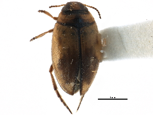  ( - CCDB-23052-D08)  @11 [ ] CreativeCommons - Attribution (2015) CBG Photography Group Centre for Biodiversity Genomics