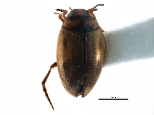  ( - CCDB-23052-D09)  @11 [ ] CreativeCommons - Attribution (2015) CBG Photography Group Centre for Biodiversity Genomics