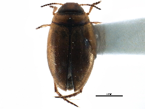  ( - CCDB-23052-D10)  @11 [ ] CreativeCommons - Attribution (2015) CBG Photography Group Centre for Biodiversity Genomics