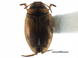  ( - CCDB-23052-D11)  @11 [ ] CreativeCommons - Attribution (2015) CBG Photography Group Centre for Biodiversity Genomics