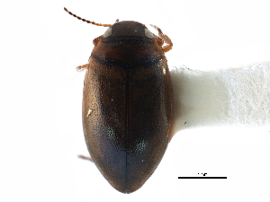  (Hygrotus compar - CCDB-23052-E05)  @14 [ ] CreativeCommons - Attribution (2015) CBG Photography Group Centre for Biodiversity Genomics