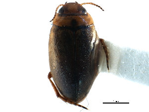  (Hygrotus patruelis - CCDB-23052-E09)  @14 [ ] CreativeCommons - Attribution (2015) CBG Photography Group Centre for Biodiversity Genomics