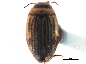  (Hygrotus falli - CCDB-23052-F01)  @13 [ ] CreativeCommons - Attribution (2015) CBG Photography Group Centre for Biodiversity Genomics