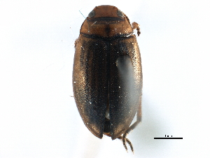  ( - CCDB-23052-F02)  @13 [ ] CreativeCommons - Attribution (2015) CBG Photography Group Centre for Biodiversity Genomics