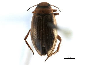  (Hygrotus unguicularis - CCDB-23052-F03)  @14 [ ] CreativeCommons - Attribution (2015) CBG Photography Group Centre for Biodiversity Genomics
