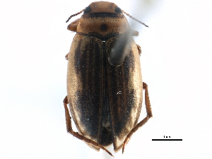  ( - CCDB-23052-F04)  @14 [ ] CreativeCommons - Attribution (2015) CBG Photography Group Centre for Biodiversity Genomics
