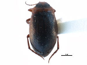  (Hygrotus impressopunctatus - CCDB-23052-F06)  @14 [ ] CreativeCommons - Attribution (2015) CBG Photography Group Centre for Biodiversity Genomics