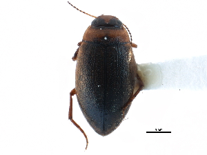  (Hygrotus impressopunctatus - CCDB-23052-F07)  @14 [ ] CreativeCommons - Attribution (2015) CBG Photography Group Centre for Biodiversity Genomics