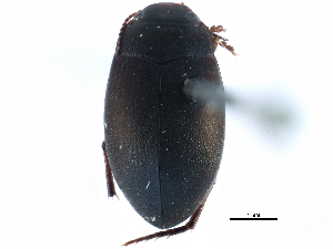  ( - CCDB-23052-F12)  @11 [ ] CreativeCommons - Attribution (2015) CBG Photography Group Centre for Biodiversity Genomics