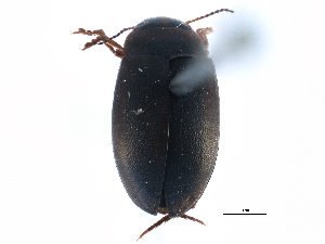  ( - CCDB-23052-G01)  @14 [ ] CreativeCommons - Attribution (2015) CBG Photography Group Centre for Biodiversity Genomics