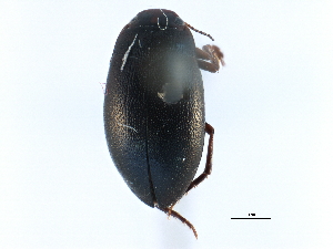  ( - CCDB-23052-G02)  @11 [ ] CreativeCommons - Attribution (2015) CBG Photography Group Centre for Biodiversity Genomics