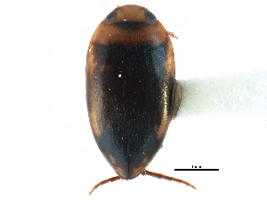  ( - CCDB-23052-H06)  @13 [ ] CreativeCommons - Attribution (2015) CBG Photography Group Centre for Biodiversity Genomics