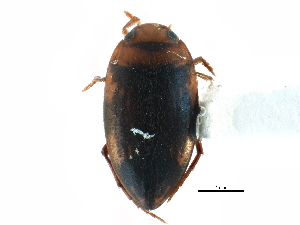  ( - CCDB-23052-H08)  @11 [ ] CreativeCommons - Attribution (2015) CBG Photography Group Centre for Biodiversity Genomics