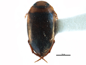  ( - CCDB-23052-H09)  @11 [ ] CreativeCommons - Attribution (2015) CBG Photography Group Centre for Biodiversity Genomics
