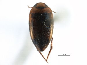 ( - CCDB-23052-H10)  @11 [ ] CreativeCommons - Attribution (2015) CBG Photography Group Centre for Biodiversity Genomics