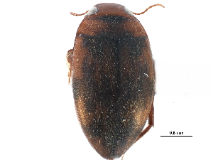  ( - CCDB-23053-A03)  @11 [ ] CreativeCommons - Attribution (2015) CBG Photography Group Centre for Biodiversity Genomics