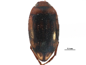  ( - CCDB-23053-A06)  @11 [ ] CreativeCommons - Attribution (2015) CBG Photography Group Centre for Biodiversity Genomics