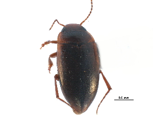  ( - CCDB-23053-A08)  @11 [ ] CreativeCommons - Attribution (2015) CBG Photography Group Centre for Biodiversity Genomics
