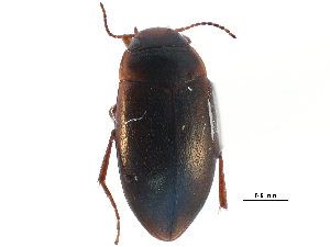  ( - CCDB-23053-A09)  @11 [ ] CreativeCommons - Attribution (2015) CBG Photography Group Centre for Biodiversity Genomics