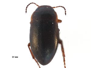  (Hydrocolus rubyae - CCDB-23053-A12)  @13 [ ] CreativeCommons - Attribution (2015) CBG Photography Group Centre for Biodiversity Genomics