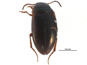 ( - CCDB-23053-B01)  @11 [ ] CreativeCommons - Attribution (2015) CBG Photography Group Centre for Biodiversity Genomics