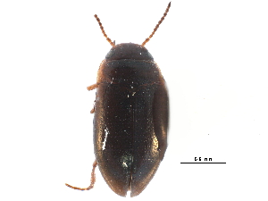  ( - CCDB-23053-B02)  @11 [ ] CreativeCommons - Attribution (2015) CBG Photography Group Centre for Biodiversity Genomics