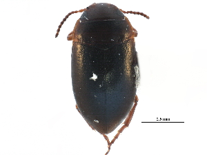  ( - CCDB-23053-B03)  @13 [ ] CreativeCommons - Attribution (2015) CBG Photography Group Centre for Biodiversity Genomics