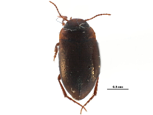  (Hydrocolus stagnalis - CCDB-23053-B09)  @11 [ ] CreativeCommons - Attribution (2015) CBG Photography Group Centre for Biodiversity Genomics