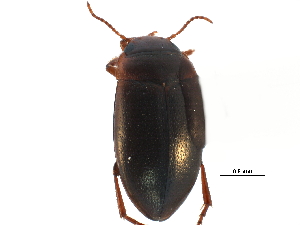  ( - CCDB-23053-B11)  @11 [ ] CreativeCommons - Attribution (2015) CBG Photography Group Centre for Biodiversity Genomics
