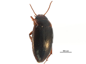  ( - CCDB-23053-C01)  @11 [ ] CreativeCommons - Attribution (2015) CBG Photography Group Centre for Biodiversity Genomics